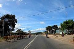 anim-on-road-0-04-20